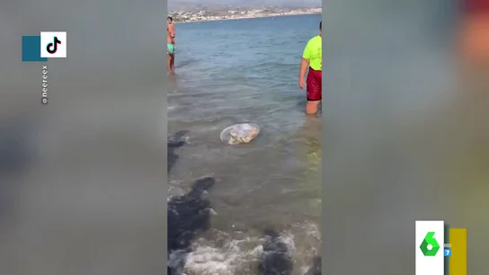 El impactante vídeo en el que intentan capturar una medusa gigante en una playa de Málaga El impactante vídeo en el que intentan capturar una medusa gigante en una playa de Málaga