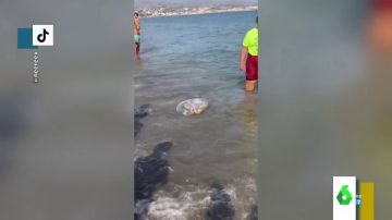 El impactante vídeo en el que intentan capturar una medusa gigante en una playa de Málaga
