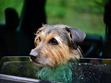 Viajar en coche con perros