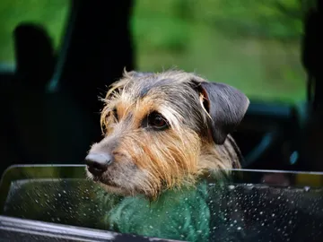 Viajar en coche con perros Viajar en coche con perros