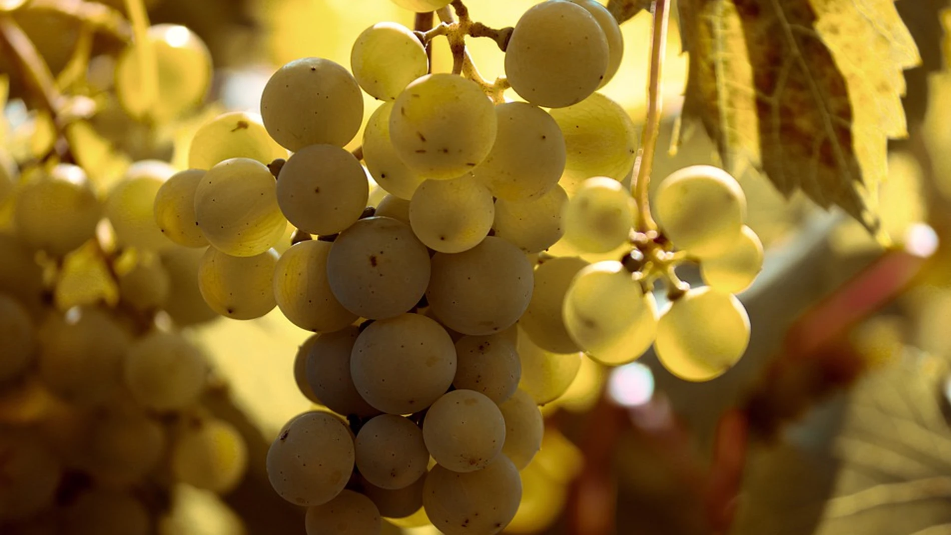 La vendimia se adelanta en Galicia para evitar la maduración excesiva de la uva
