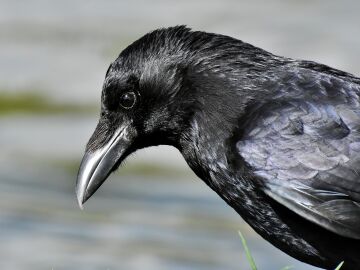 Investigación con cuervos