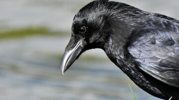 Investigación con cuervos