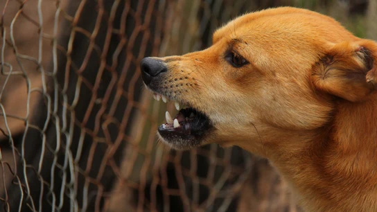 Muere una joven de veinte años tras ser brutalmente atacada por una jauría de perros en Italia Muere una joven de veinte años tras ser brutalmente atacada por una jauría de perros en Italia