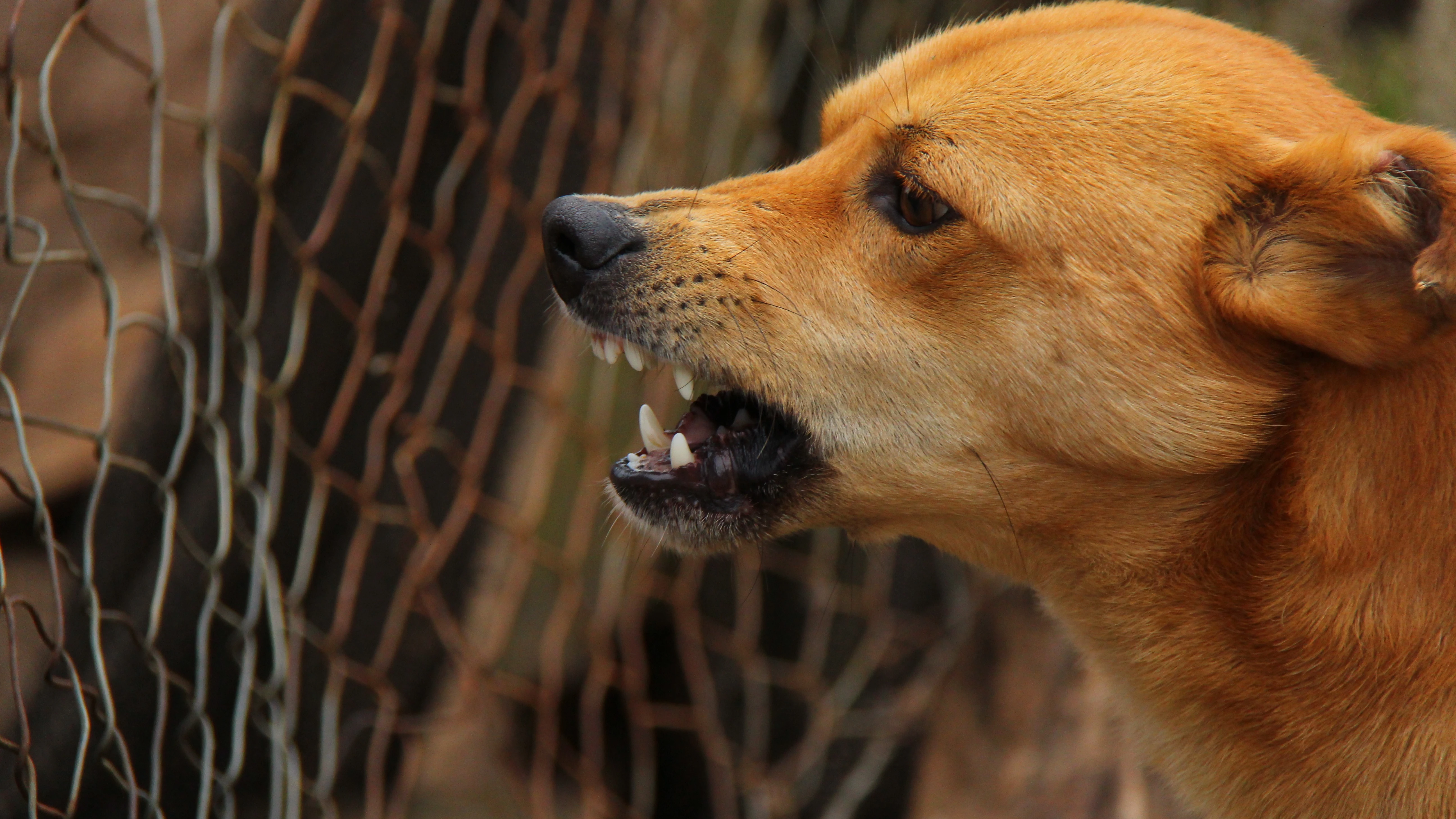 Muere una joven de veinte años tras ser brutalmente atacada por una jauría de perros en Italia