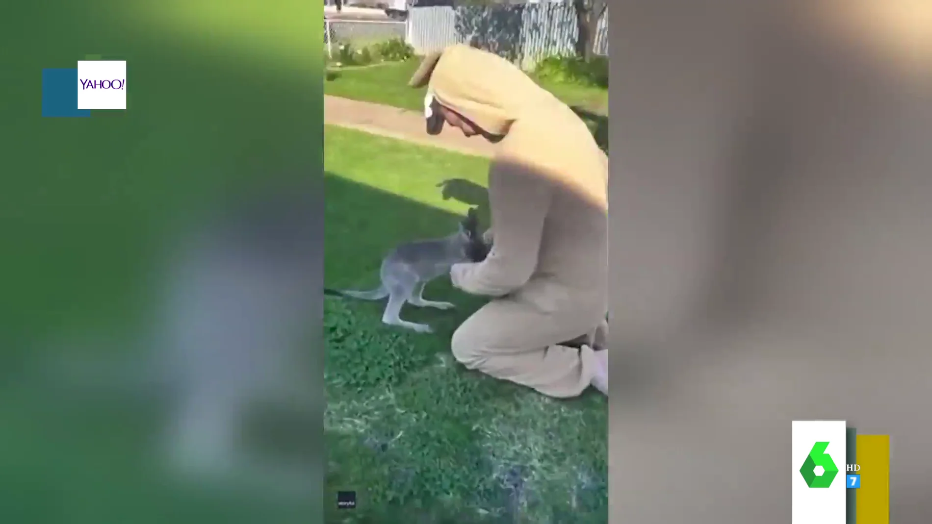 La sorprendente reacción de una cría de canguro al ver a un joven disfrazado de canguro