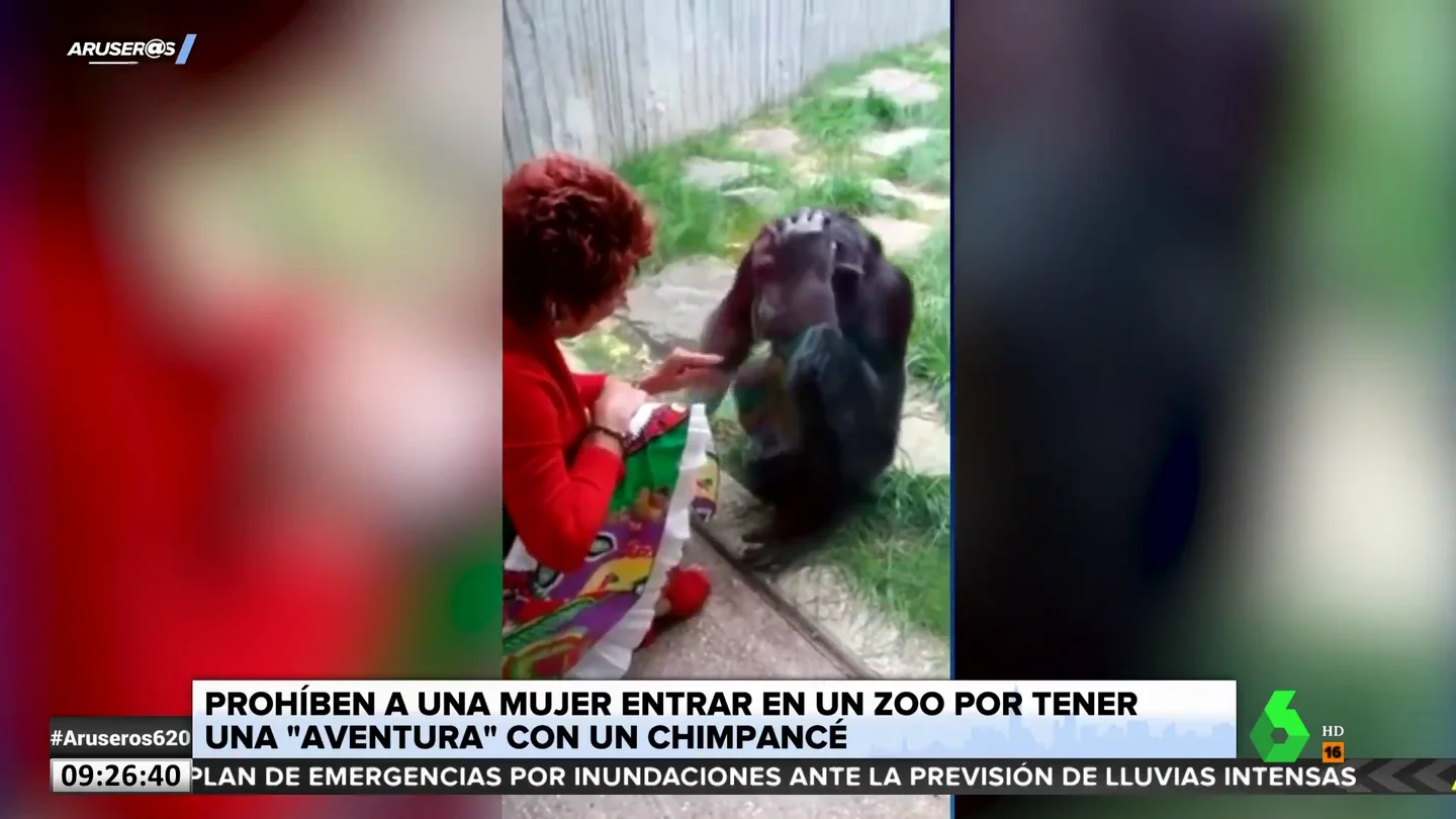 Un zoológico prohíbe la entrada a una mujer por tener una "aventura" con un chimpancé Un zoológico prohíbe la entrada a una mujer por tener una "aventura" con un chimpancé