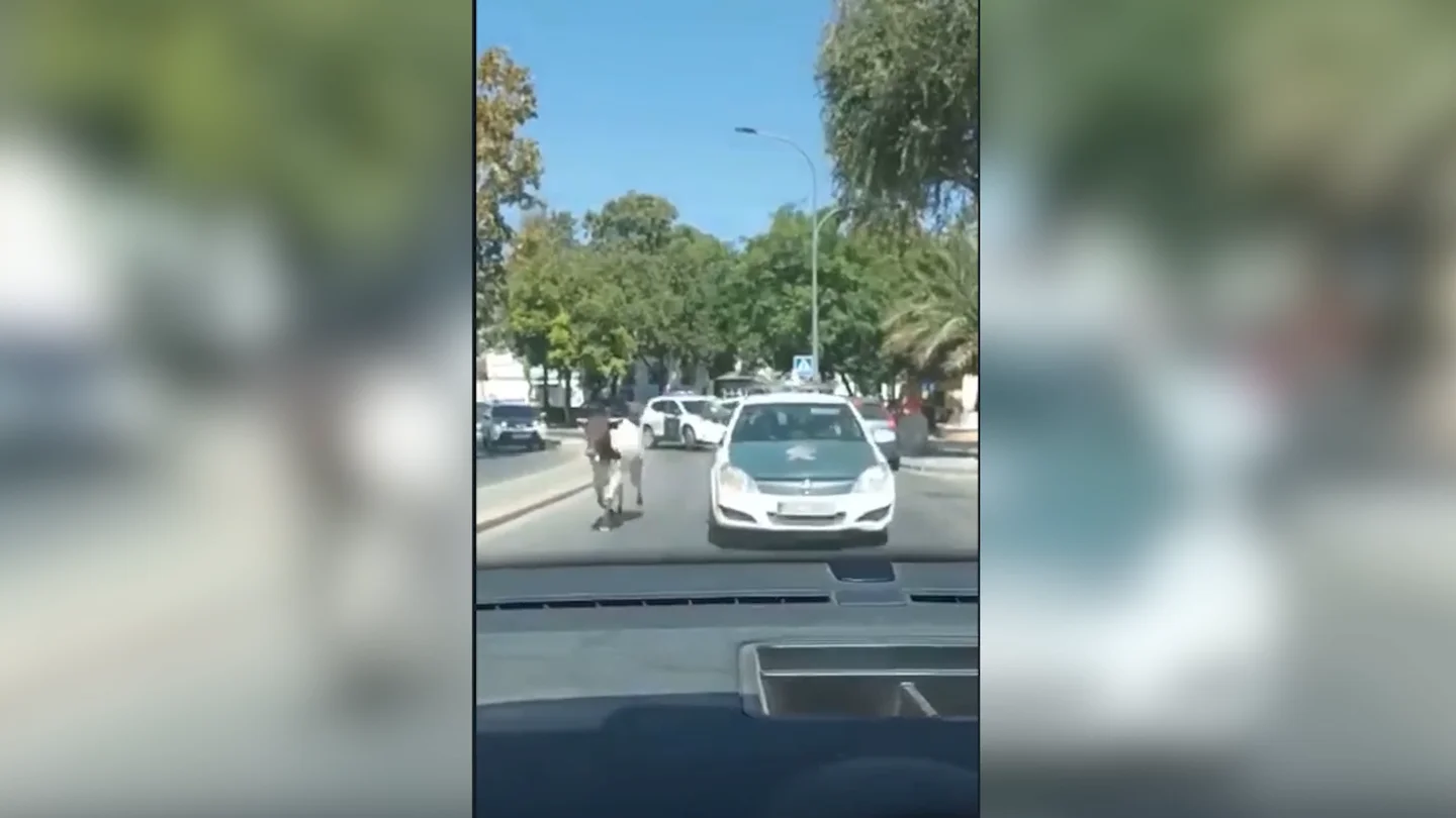 Vaca suelta Vaca