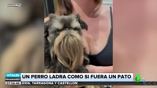 El curioso caso de un perro que ladra como si se tratara de un pato El curioso caso de un perro que ladra como si se tratara de un pato