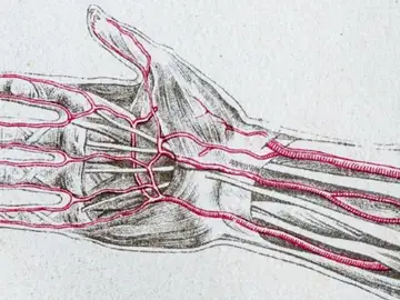 La evolución de los seres humanos: un grupo de expertos advierte de la aparición de una arteria extra en el brazo