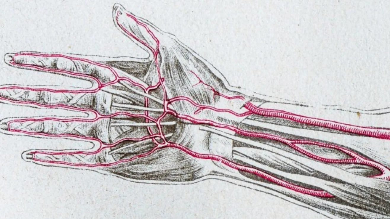 La evolución de los seres humanos: un grupo de expertos advierte de la aparición de una arteria extra en el brazo