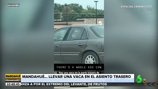 Acude a comprar una hamburguesa con una vaca en el asiento trasero del coche Acude a comprar una hamburguesa con una vaca en el asiento trasero del coche