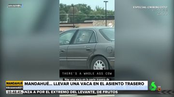 Acude a comprar una hamburguesa con una vaca en el asiento trasero del coche