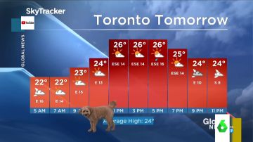 El perro de un hombre del tiempo se cuela en plena previsión meteorológica 