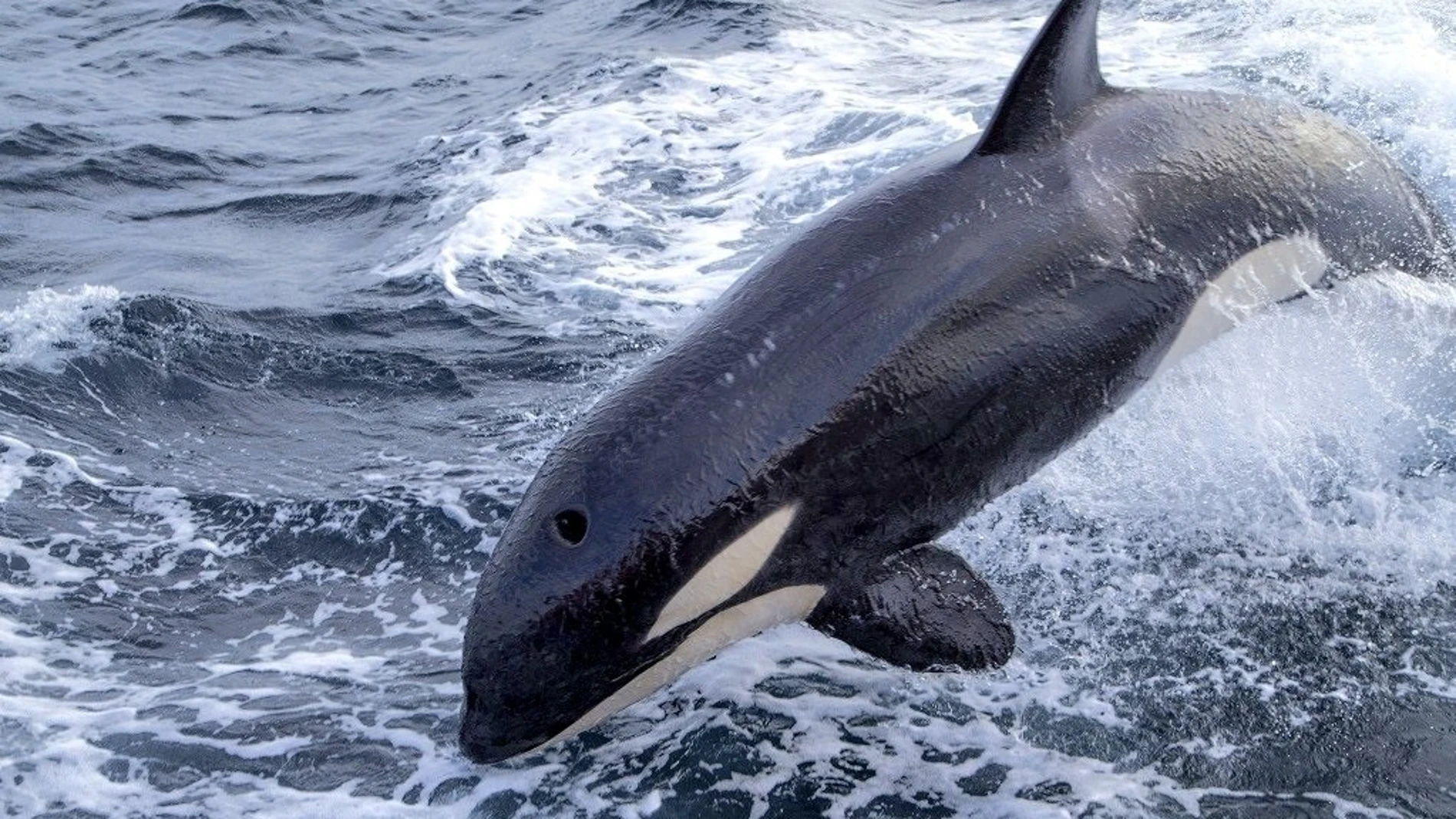 Imagen de archivo de una orca