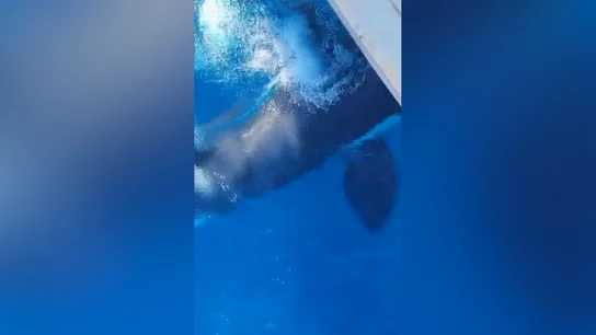 Ataque de orca Ataque de orca