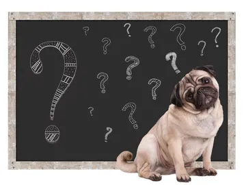 ¿Saben contar los animales? Estas son las pruebas que lo demuestran  ¿Saben contar los animales? Estas son las pruebas que lo demuestran