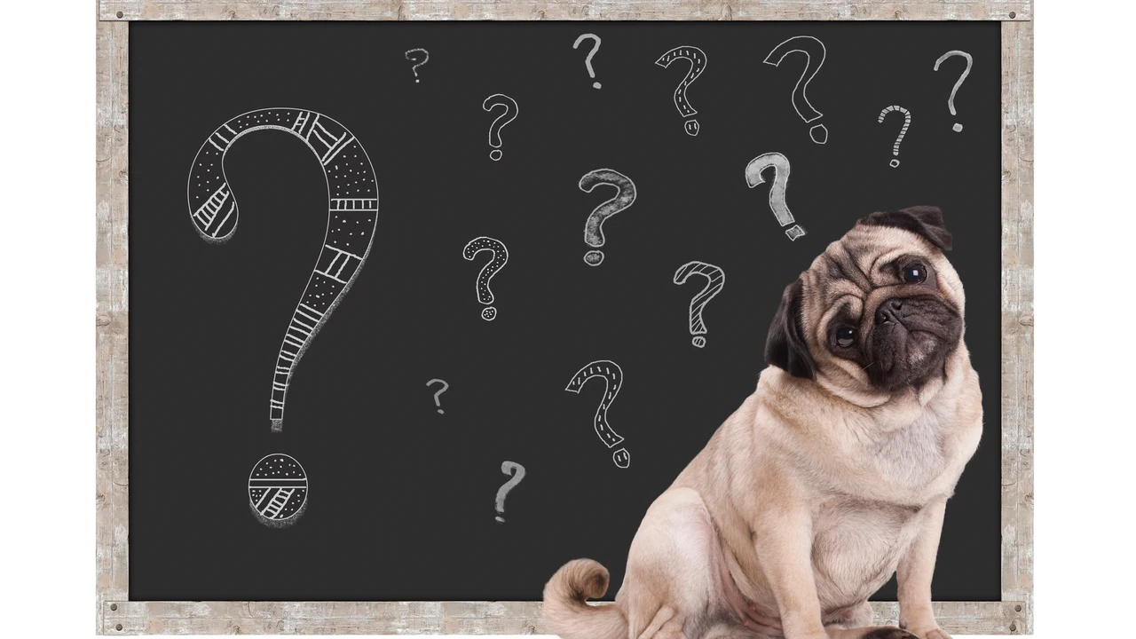 ¿Saben contar los animales? Estas son las pruebas que lo demuestran ¿Saben contar los animales? Estas son las pruebas que lo demuestran