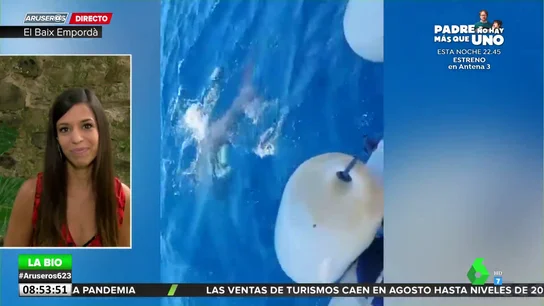 ¿Por qué las orcas están atacando a los barcos en la costa de Cádiz? Evelyn Segura da las claves ¿Por qué las orcas están atacando a los barcos en la costa de Cádiz? Evelyn Segura da las claves