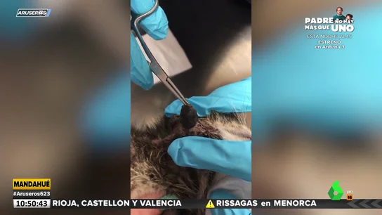 Vídeo: extraen un parásito gigante de la cabeza de un cachorro de gato Vídeo: extraen un parásito gigante de la cabeza de un cachorro de gato