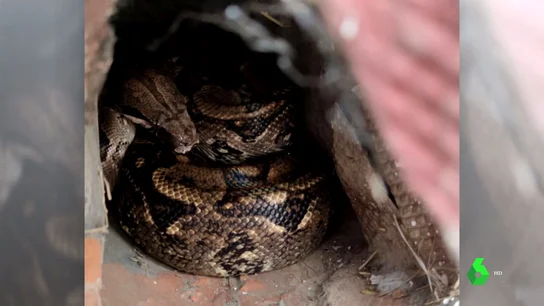Boa suelta Palencia Boa suelta Palencia