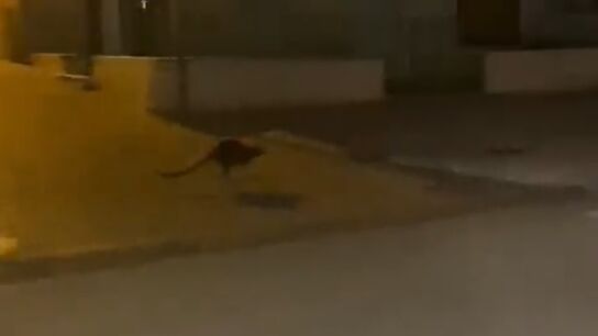 Graban a un canguro saltando por las calles de Monteagudo (Murcia) despu&eacute;s de que una familia lo perdiera