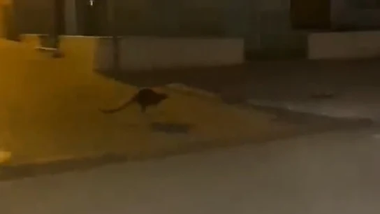 Graban a un canguro saltando por las calles de Monteagudo (Murcia) después de que una familia lo perdiera Graban a un canguro saltando por las calles de Monteagudo (Murcia) después de que una familia lo perdiera