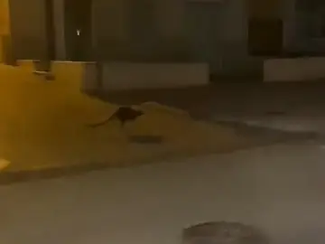 Graban a un canguro saltando por las calles de Monteagudo (Murcia) después de que una familia lo perdiera