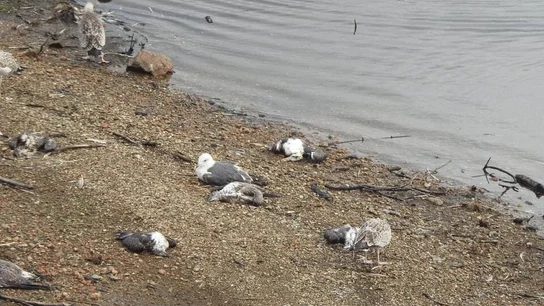 Cientos de aves aparecen muertas por envenenamiento en el embalse de Vilagudín, Galicia Cientos de aves aparecen muertas por envenenamiento en el embalse de Vilagudín, Galicia