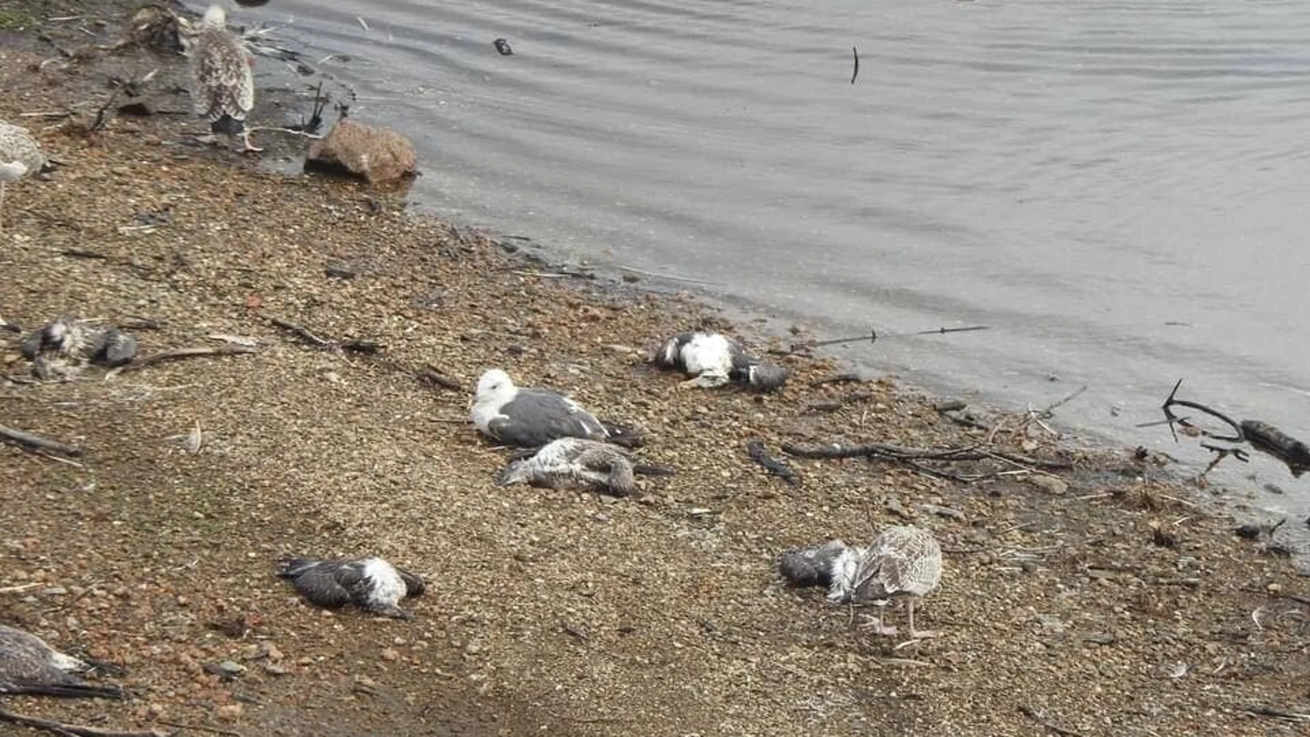 Cientos de aves aparecen muertas por envenenamiento en el embalse de Vilagudín, Galicia
