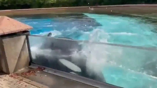 El vídeo de la angustia de una orca cautiva El vídeo de la angustia de una orca cautiva