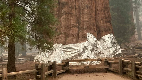 General Sherman General Sherman
