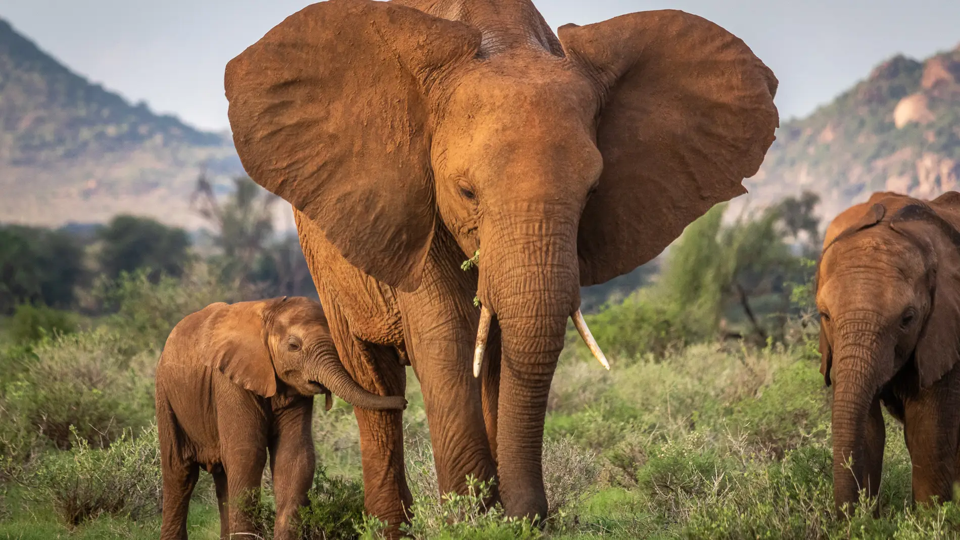 Madre elefante y su cría en Kenia