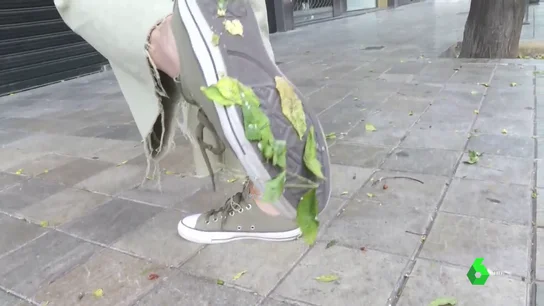 Una plaga de cochinillas deja una película pegajosa en las calles de Valencia y provoca la contaminación de 1.200 árboles Una plaga de cochinillas deja una película pegajosa en las calles de Valencia y provoca la contaminación de 1.200 árboles