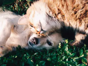 Mascotas bienvenidas: Una app para poder viajar con mascotas  Mascotas bienvenidas: Una app para poder viajar con mascotas