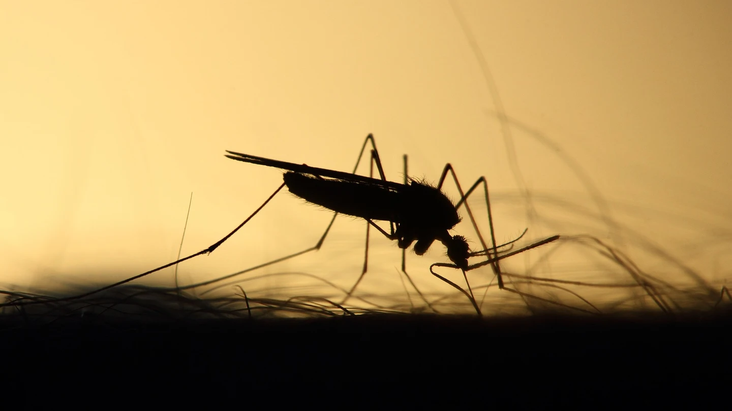 Imagen de un mosquito Imagen de un mosquito
