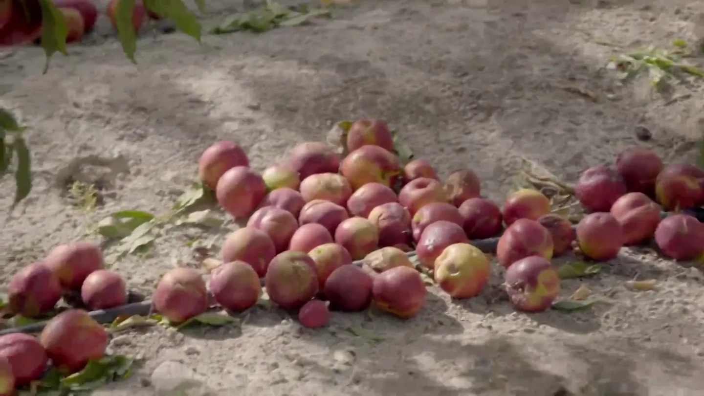 La indignante imagen de toneladas de fruta desperdiciada en el suelo del campo: "Es un disparate" La indignante imagen de toneladas de fruta desperdiciada en el suelo del campo: "Es un disparate"