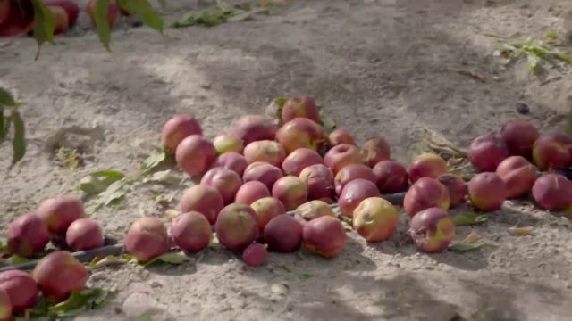 La indignante imagen de toneladas de fruta desperdiciada en el suelo del campo: "Es un disparate"