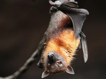 Científicos descubren un virus similar al SARS-CoV-2 en murciélagos de Laos Científicos descubren un virus similar al SARS-CoV-2 en murciélagos de Laos