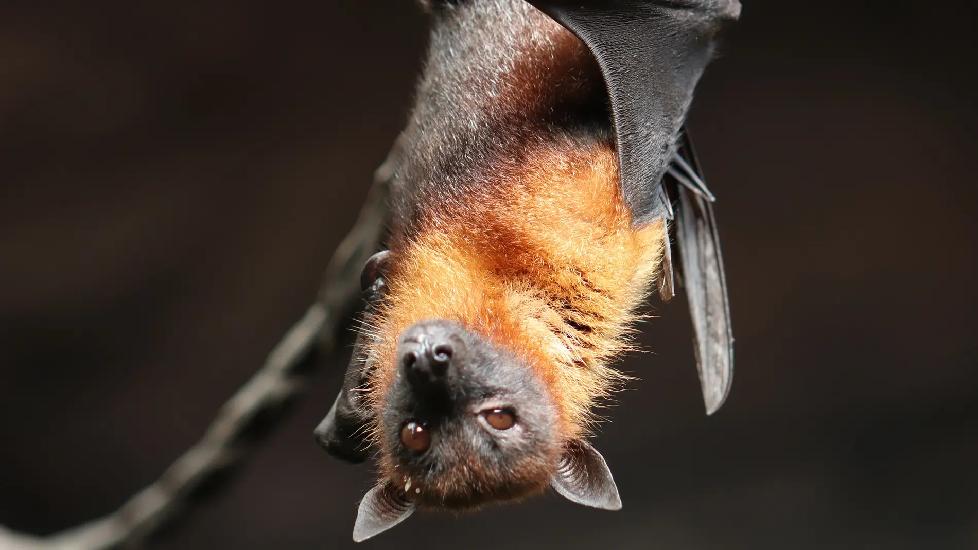 Científicos descubren un virus similar al SARS-CoV-2 en murciélagos de Laos