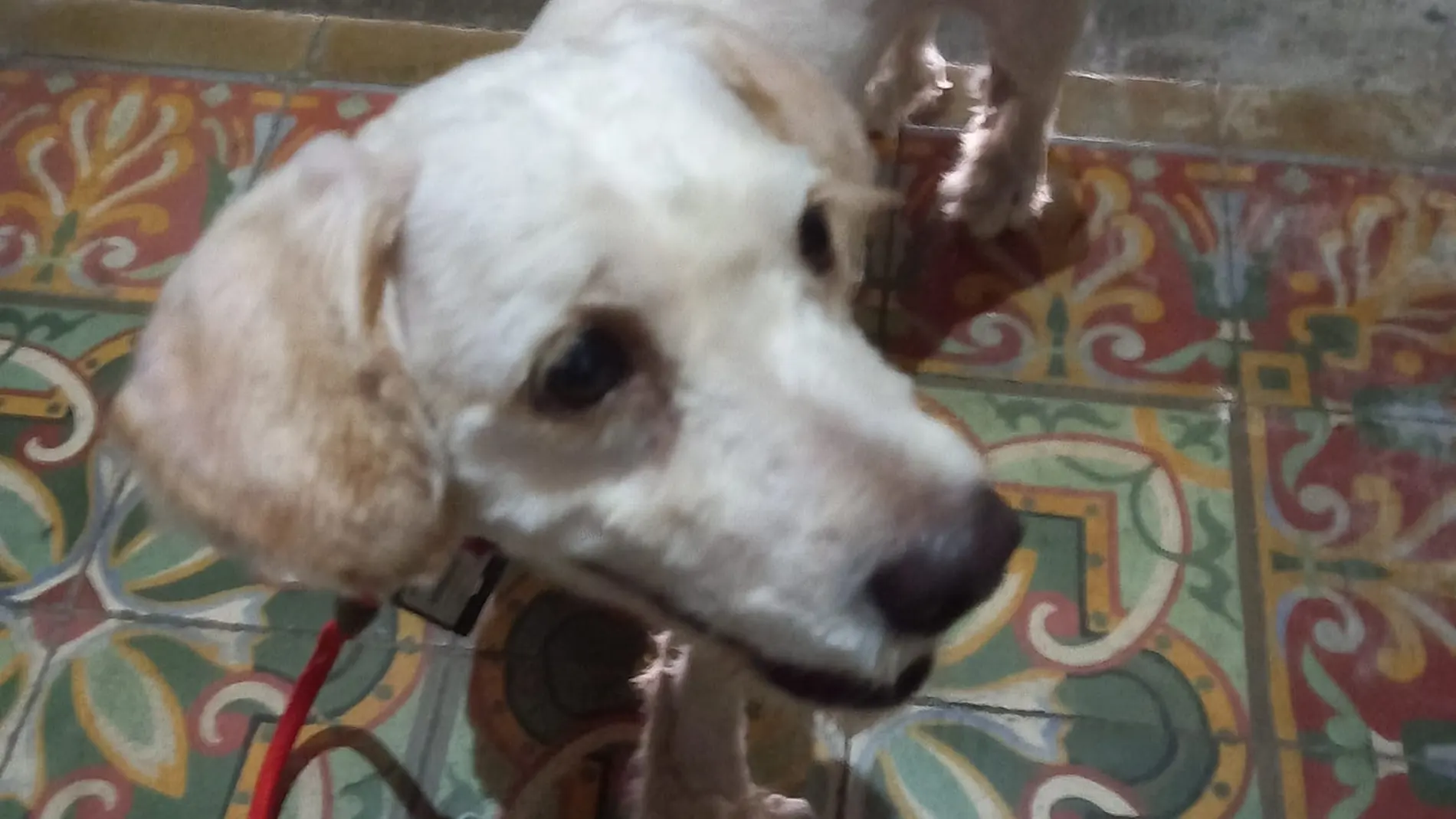 Este es Boogie, el perro que perdió a sus dueños tras la erupción en La Palma y los sigue buscando