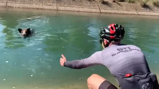 Dos ciclistas y un jabalí Dos ciclistas y un jabalí