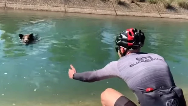 Dos ciclistas y un jabalí Dos ciclistas y un jabalí