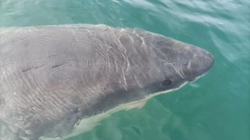 Imagen del tiburón de cinco metros que se ha acercado a Punta Langosteira (A Coruña)
