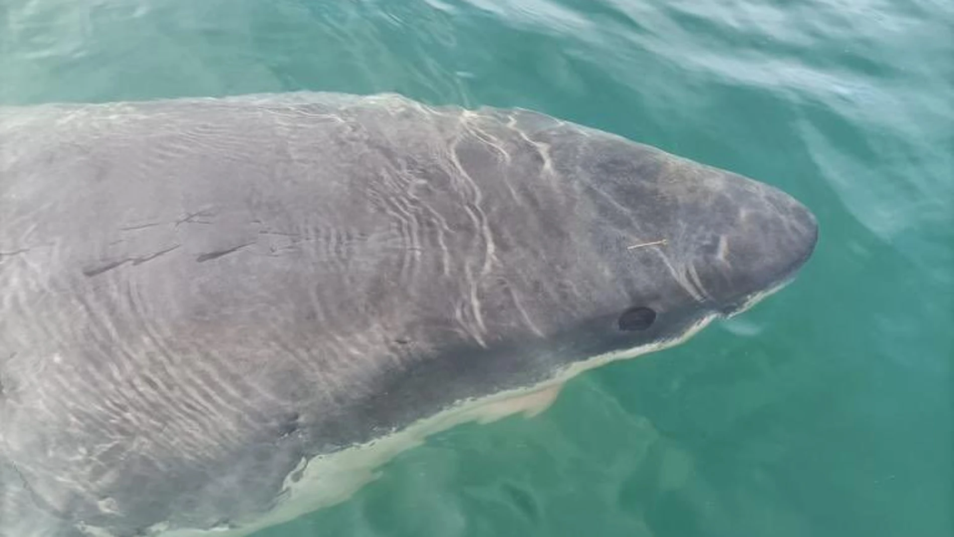 Imagen del tiburón de cinco metros que se ha acercado a Punta Langosteira (A Coruña)