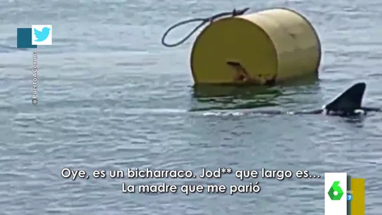 La surrealista tranquilidad de un gallego al ver un tiburón blanco de 5 metros: "H*****, un bicharraco" La surrealista tranquilidad de un gallego al ver un tiburón blanco de 5 metros: "H*****, un bicharraco"