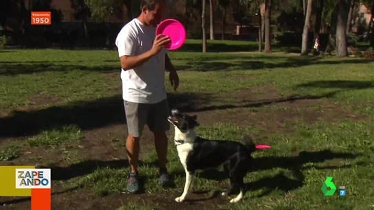 Zapeando descubre los talentos de las mascotas de los españoles: estas son sus increíbles habilidades Zapeando descubre los talentos de las mascotas de los españoles: estas son sus increíbles habilidades