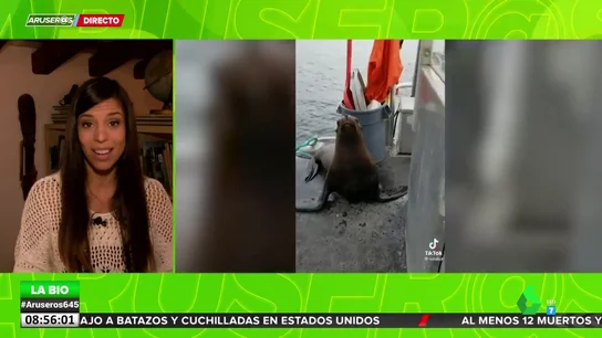 León marino León marino