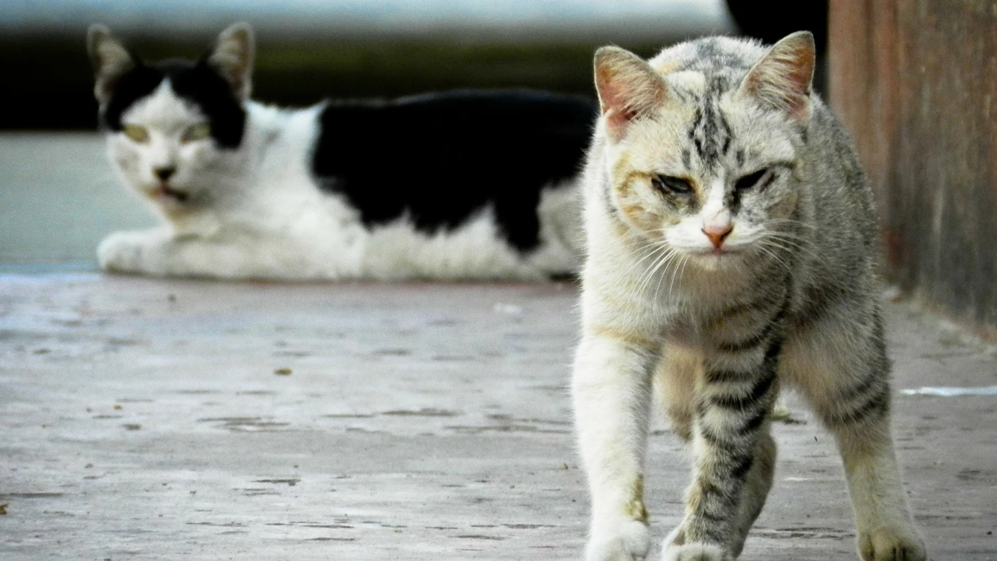 Cómo ahuyentar a los gatos de forma sutil Cómo ahuyentar a los gatos de forma sutil