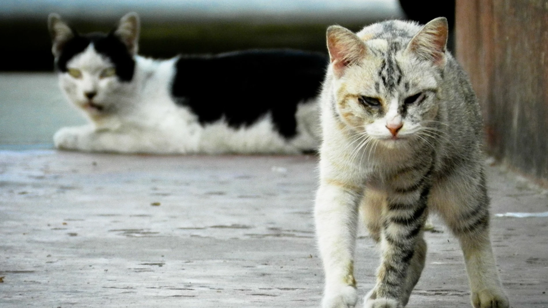 Leonardoda prisión material Cómo ahuyentar a los gatos de forma sutil